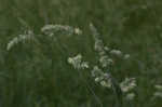 Orchardgrass